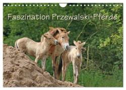 Faszination Przewalski-Pferde (Wandkalender 2024 DIN A4 quer), CALVENDO Monatskalender
