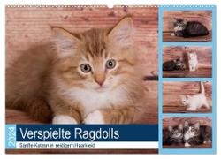 Verspielte Ragdolls -Sanfte Katzen in seidigem Haarkleid (Wandkalender 2024 DIN A2 quer), CALVENDO Monatskalender