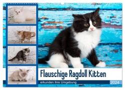 Flauschige Ragdoll Kitten (Wandkalender 2024 DIN A2 quer), CALVENDO Monatskalender