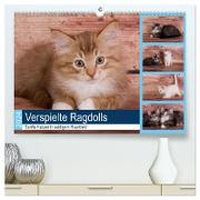 Verspielte Ragdolls -Sanfte Katzen in seidigem Haarkleid (hochwertiger Premium Wandkalender 2024 DIN A2 quer), Kunstdruck in Hochglanz