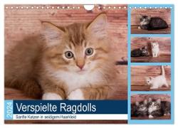 Verspielte Ragdolls -Sanfte Katzen in seidigem Haarkleid (Wandkalender 2024 DIN A4 quer), CALVENDO Monatskalender