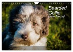Bearded Collie, mein Freund (Wandkalender 2024 DIN A4 quer), CALVENDO Monatskalender