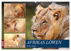 Afrikas Löwen 2024 (Wandkalender 2024 DIN A2 quer), CALVENDO Monatskalender