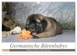 Germanische Bärenbabys (Wandkalender 2024 DIN A3 quer), CALVENDO Monatskalender