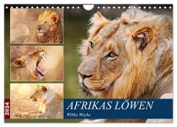 Afrikas Löwen 2024 (Wandkalender 2024 DIN A4 quer), CALVENDO Monatskalender