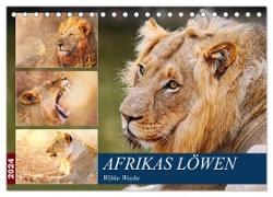 Afrikas Löwen 2024 (Tischkalender 2024 DIN A5 quer), CALVENDO Monatskalender