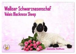 Walliser Schwarznasenschaf Valais Blacknose Sheep (Wandkalender 2024 DIN A2 quer), CALVENDO Monatskalender