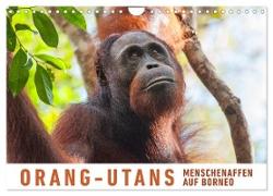 Orang-Utans Menschenaffen auf Borneo (Wandkalender 2024 DIN A4 quer), CALVENDO Monatskalender