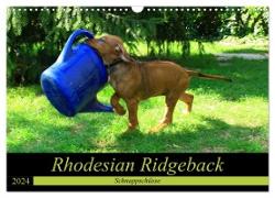 Rhodesian Ridgeback - Schnappschüsse - (Wandkalender 2024 DIN A3 quer), CALVENDO Monatskalender