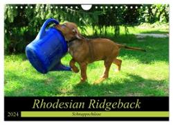 Rhodesian Ridgeback - Schnappschüsse - (Wandkalender 2024 DIN A4 quer), CALVENDO Monatskalender