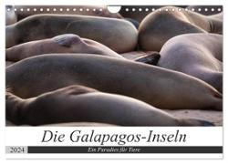 Galapagos-Inseln - Ein Paradies für Tiere (Wandkalender 2024 DIN A4 quer), CALVENDO Monatskalender