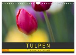 Tulpen - die bunte Vielfalt (Wandkalender 2024 DIN A4 quer), CALVENDO Monatskalender