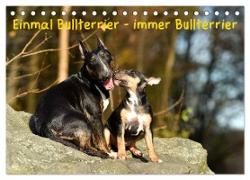 Einmal Bullterrier - immer Bullterrier (Tischkalender 2024 DIN A5 quer), CALVENDO Monatskalender