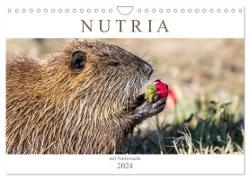 NUTRIA mit Nachwuchs (Wandkalender 2024 DIN A4 quer), CALVENDO Monatskalender
