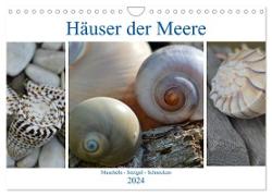 Häuser der Meere: Muscheln - Seeigel - Schnecken (Wandkalender 2024 DIN A4 quer), CALVENDO Monatskalender