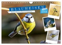 Gefiederte Gartengäste, Blaumeisen (Wandkalender 2024 DIN A4 quer), CALVENDO Monatskalender