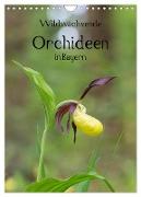 Wildwachsende Orchideen in Bayern (Wandkalender 2024 DIN A4 hoch), CALVENDO Monatskalender