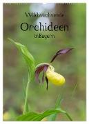 Wildwachsende Orchideen in Bayern (Wandkalender 2024 DIN A2 hoch), CALVENDO Monatskalender