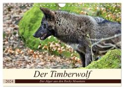 Der Timberwolf - Der Jäger aus den Rocky Mountains (Wandkalender 2024 DIN A4 quer), CALVENDO Monatskalender
