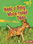 Meet a Baby White-Tailed Deer