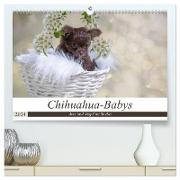 Chihuahua-Babys - Amy und Angel im Studio (hochwertiger Premium Wandkalender 2024 DIN A2 quer), Kunstdruck in Hochglanz