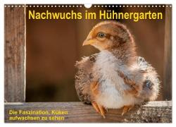 Nachwuchs im Hühnergarten (Wandkalender 2024 DIN A3 quer), CALVENDO Monatskalender