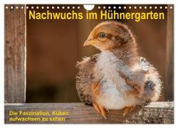Nachwuchs im Hühnergarten (Wandkalender 2024 DIN A4 quer), CALVENDO Monatskalender