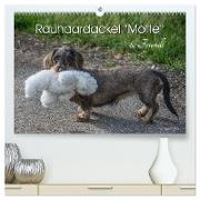 Rauhaardackel Motte & Friends (hochwertiger Premium Wandkalender 2024 DIN A2 quer), Kunstdruck in Hochglanz