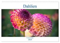 Dahlien - Blumenwunder der Natur (Wandkalender 2024 DIN A2 quer), CALVENDO Monatskalender