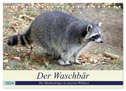 Der Waschbär - Der Maskenträger in unseren Wäldern (Tischkalender 2024 DIN A5 quer), CALVENDO Monatskalender
