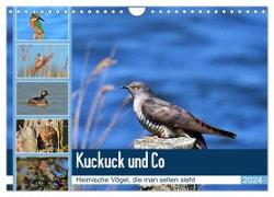 Kuckuck und Co - Heimische Vögel, die man selten sieht - Jahresplaner 2024 (Wandkalender 2024 DIN A4 quer), CALVENDO Monatskalender
