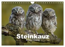 Steinkäuze (Athene noctua) (Wandkalender 2024 DIN A4 quer), CALVENDO Monatskalender