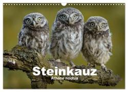 Steinkäuze (Athene noctua) (Wandkalender 2024 DIN A3 quer), CALVENDO Monatskalender