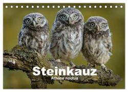 Steinkäuze (Athene noctua) (Tischkalender 2024 DIN A5 quer), CALVENDO Monatskalender