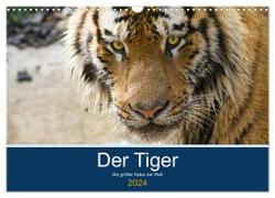 Der Tiger - die größte Katze der Welt (Wandkalender 2024 DIN A3 quer), CALVENDO Monatskalender