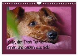 Kelly, der Irish Terrier - innen und außen aus Gold (Wandkalender 2024 DIN A4 quer), CALVENDO Monatskalender