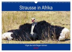 Strausse in Afrika (Wandkalender 2024 DIN A3 quer), CALVENDO Monatskalender