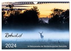 Rotwild - im Naturparadies der Mecklenburgischen Seenplatte (Wandkalender 2024 DIN A4 quer), CALVENDO Monatskalender