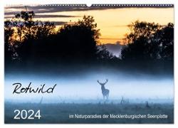 Rotwild - im Naturparadies der Mecklenburgischen Seenplatte (Wandkalender 2024 DIN A2 quer), CALVENDO Monatskalender