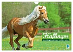 Haflinger: Die blonden Pferde von der Alm (Wandkalender 2024 DIN A4 quer), CALVENDO Monatskalender