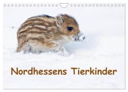 Nordhessens Tierkinder (Wandkalender 2024 DIN A4 quer), CALVENDO Monatskalender