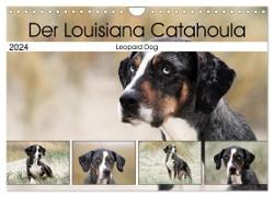 Der Louisiana Catahoula Leopard Dog (Wandkalender 2024 DIN A4 quer), CALVENDO Monatskalender