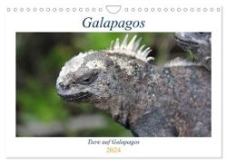Galapagos 2024 - Tiere auf Galapagos (Wandkalender 2024 DIN A4 quer), CALVENDO Monatskalender