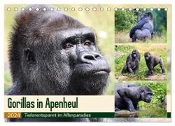 Flachlandgorillas in Apenheul (Tischkalender 2024 DIN A5 quer), CALVENDO Monatskalender