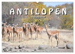 Antilopen, schön und schnell (Wandkalender 2024 DIN A2 quer), CALVENDO Monatskalender
