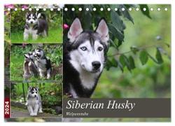 Siberian Husky - Welpenstube (Tischkalender 2024 DIN A5 quer), CALVENDO Monatskalender