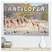 Antilopen, schön und schnell (hochwertiger Premium Wandkalender 2024 DIN A2 quer), Kunstdruck in Hochglanz