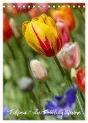Tulpen - die Frühlingsblume (Tischkalender 2024 DIN A5 hoch), CALVENDO Monatskalender