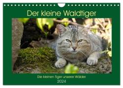 Der kleine Waldtiger (Wandkalender 2024 DIN A4 quer), CALVENDO Monatskalender