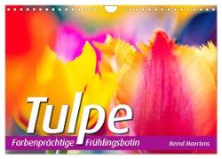 TULPE Farbenprächtige Frühlingsbotin (Wandkalender 2024 DIN A4 quer), CALVENDO Monatskalender